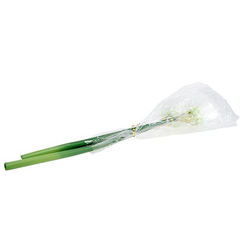Floristik24 Amaryllis kukka valkoinen L 73cm 2kpl