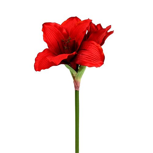 Amaryllis punainen L 68cm 1kpl