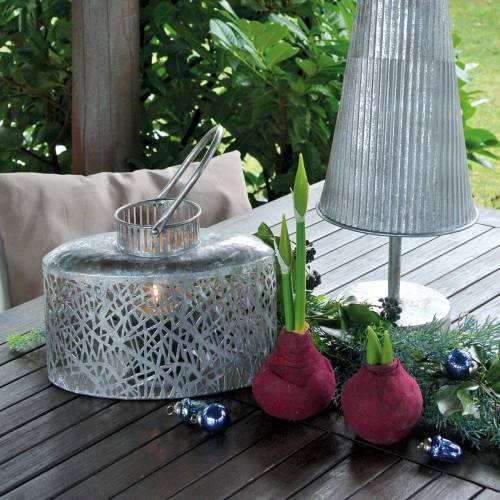 Floristik24 Amaryllis-mukula silmuilla Keinotekoinen 30 cm viininpunainen