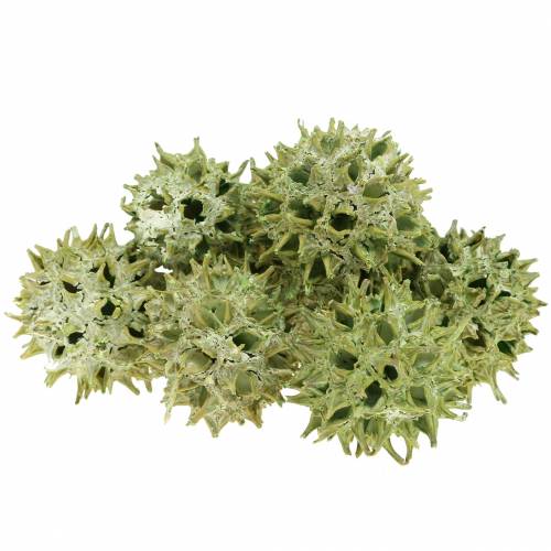 kohteita Sweetgum-käpyjä vihreä kuorrutettu 250g