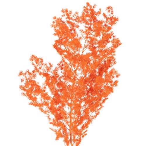 Kuivatut parsan kukat, oksa, koristeparsa, värjätty, 65 cm, 80 g