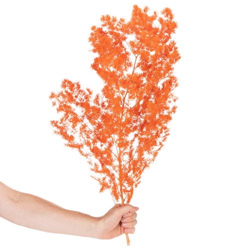 Kuivatut parsan kukat, oksa, koristeparsa, värjätty, 65 cm, 80 g | Floristik24.fi