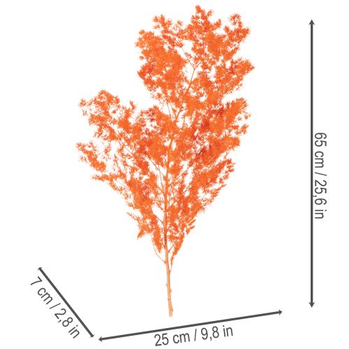 Kuivatut parsan kukat, oksa, koristeparsa, värjätty, 65 cm, 80 g | Floristik24.fi