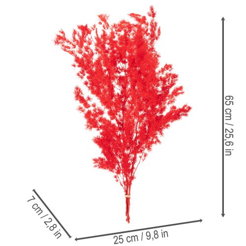 Kuivattua parsaa kukka-asetelmiin 65 cm 80 g | Floristik24.fi