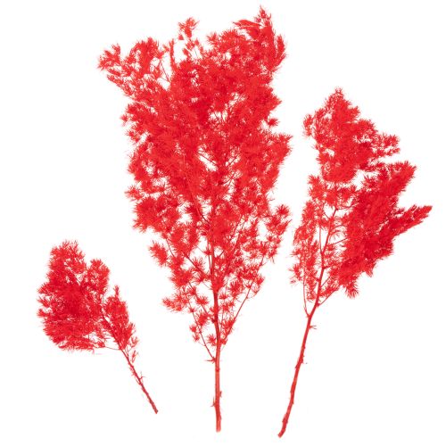 Kuivattua parsaa kukka-asetelmiin 65 cm 80 g | Floristik24.fi