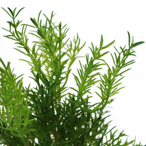 Floristik24 Parsan poiminta 26cm