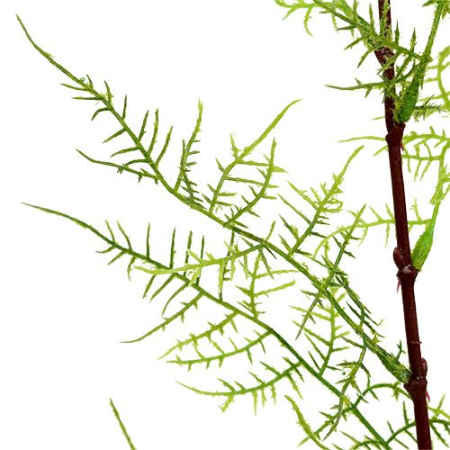 Floristik24 Parsan oksa 75cm vihreä 3kpl