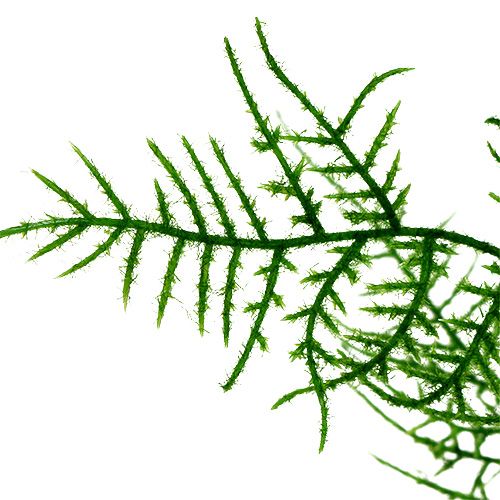 Floristik24 Parsahaara 50cm vihreä 5kpl