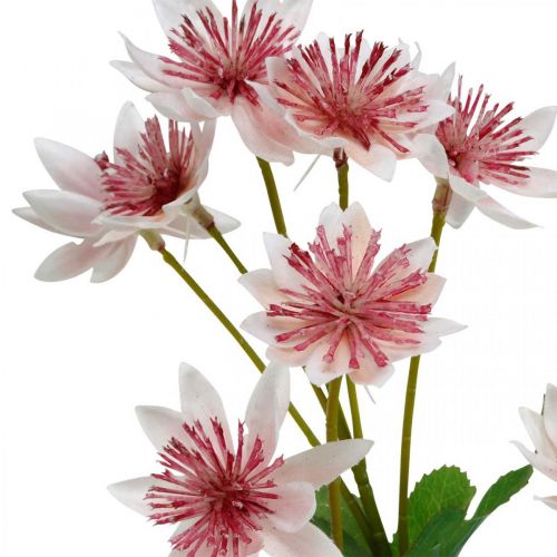 kohteita Suuri Masterwort Artificial Astrania Silk Flower Valkoinen Pinkki L61cm