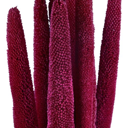 Helmihirssi, ruoko babala, hirssi pinkki 70cm 10kpl