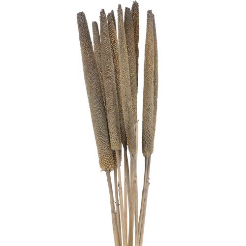 Floristik24 Helmihirssi, ruoko babala, vihreä hirssi 70cm 10 kpl