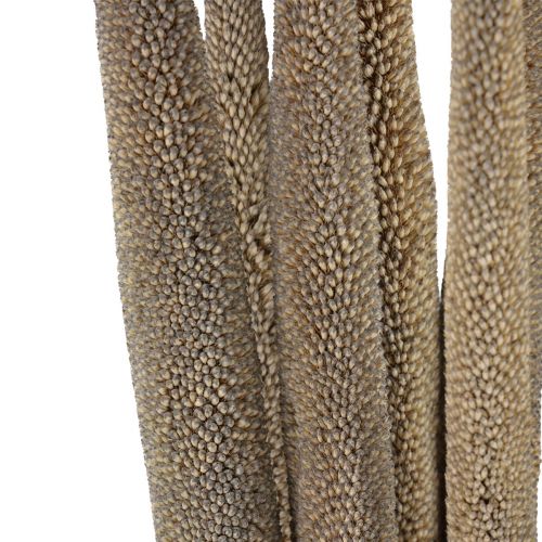 kohteita Helmihirssi, ruoko babala, vihreä hirssi 70cm 10 kpl