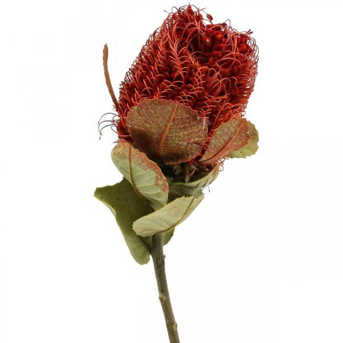 Banksia Baxteri Exotic Banksia kuivatut kukat Punainen 10kpl