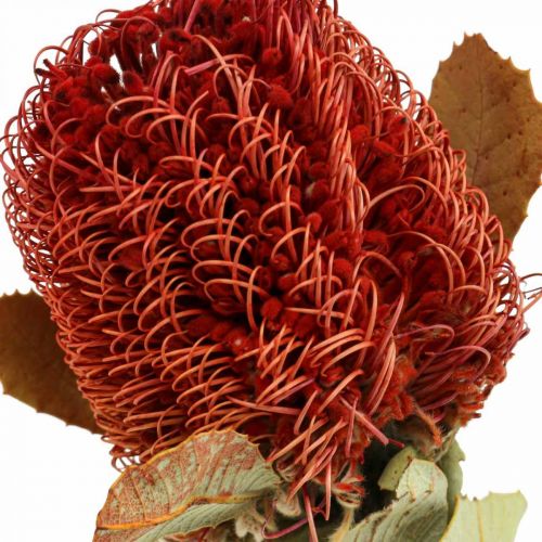 Floristik24 Banksia Baxteri Banksie eksoottiset kuivatut kukat, punainen 10 kappaleen pakkaus