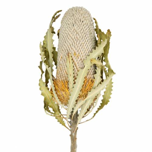 Floristik24 Banksia Hookerana natural 7 kpl