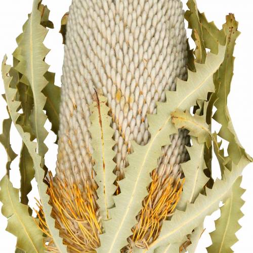 Floristik24 Banksia Hookerana natural 7 kpl