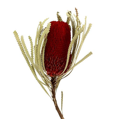 kohteita Banksia Hookerana punainen 7kpl