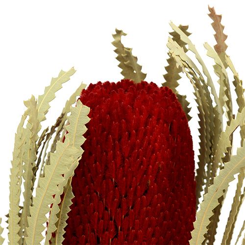Floristik24 Banksia Hookerana punainen 7 kpl