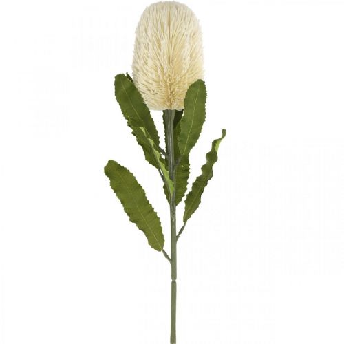 Keinotekoinen kukka Banksia valkoinen kerma keinotekoinen eksoottinen 64cm