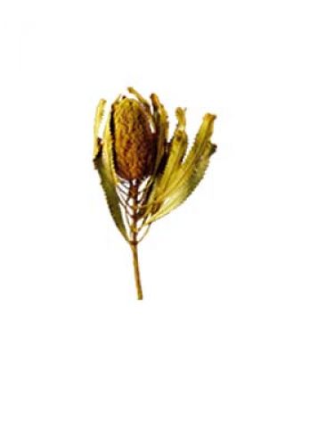 Floristik24 Banksia Hookerana keltainen 7kpl