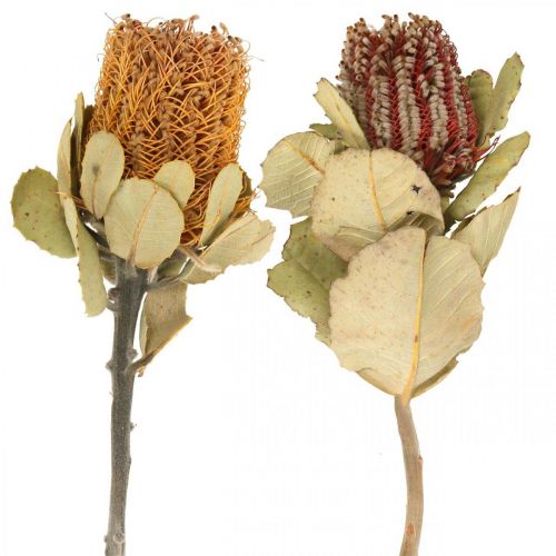 Banksia coccinea kuivatut kukat luonto 10kpl