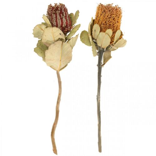 Floristik24 Banksia coccinea kuivatut kukat luonnolliset 10 kpl
