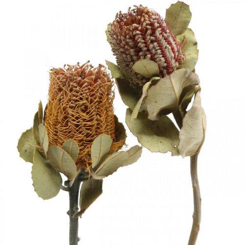 Banksia coccinea kuivatut kukat luonto 10kpl
