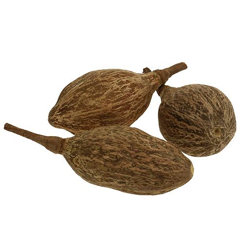 Floristik24 Baobab hedelmät kuoritut 15cm - 20cm luonnollinen 5 kpl