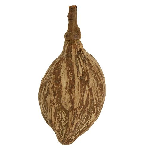 Floristik24 Baobab hedelmät kuoritut 15cm - 20cm luonnollinen 5 kpl