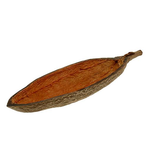 Floristik24 Baobab kulho luonnollinen 30cm - 38cm kuorittu