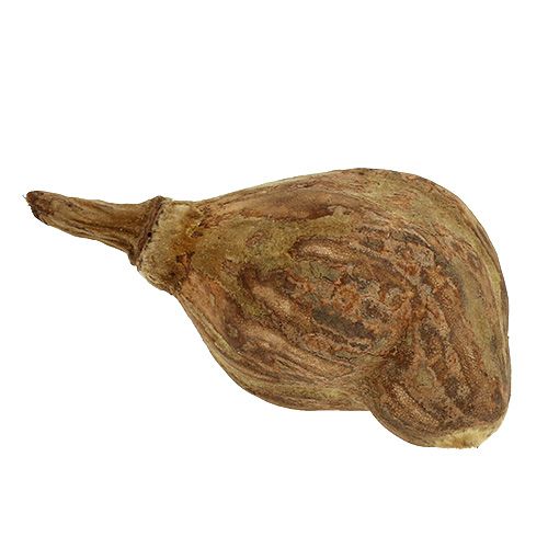Floristik24 Baobab mini kuorittu luonto 8cm - 12cm 250g 250g