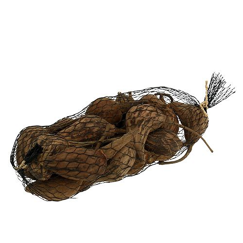 Floristik24 Baobab mini kuorittu luonto 8cm - 12cm 250g 250g