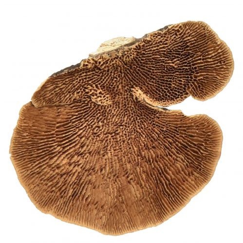 Floristik24 Puusieni pieni luonnonpuusien koristelu 4-6cm 1kg