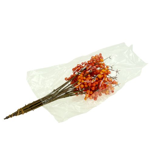 Floristik24 Marjanoksa oranssi L 30cm 12kpl