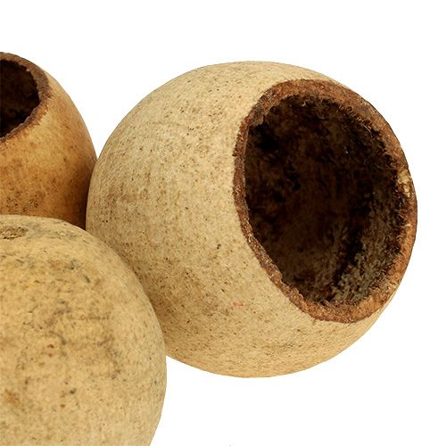 kohteita Bell Cup pieni luonnollinen 25 kpl