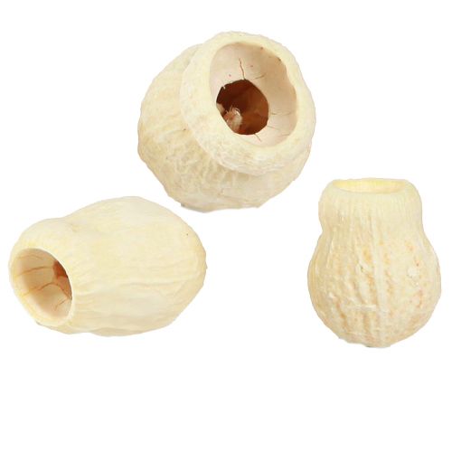 Floristik24 Bellgum kuivattu kellohedelmä valkaistu 2,5-3,5cm 500g