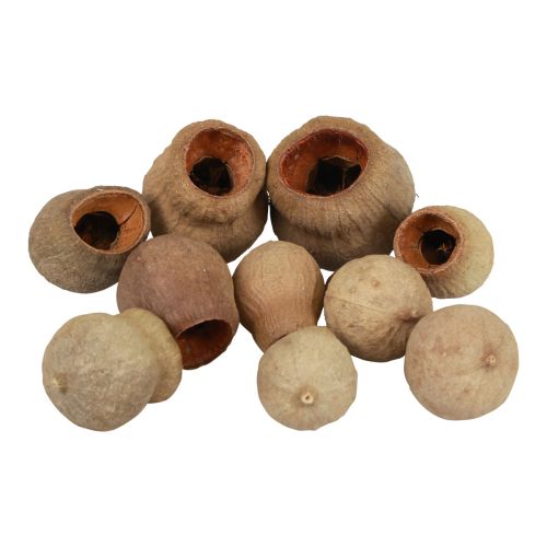Bellgum bell hedelmä kapseli hedelmä luonnollinen koriste ruskea 500g