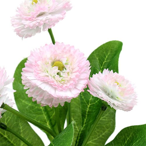 Floristik24 Bellispick vaaleanpunainen L 24cm