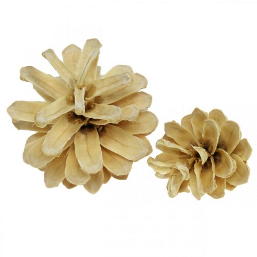 Floristik24 Männynkäpyjä pienet kerma 1kg