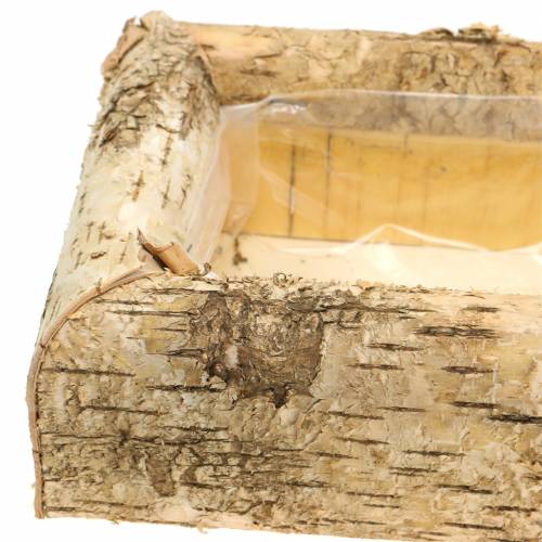 Floristik24 Istutuskoivu 40cm x 20cm K8,5cm