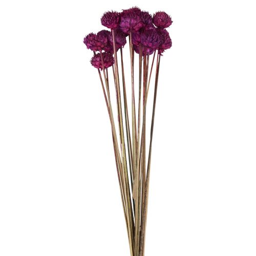 Wild Daisy kuivatut kukat koristelu violetti H36cm 20kpl
