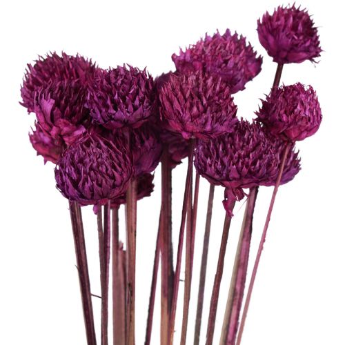 Wild Daisy kuivatut kukat koristelu violetti H36cm 20kpl