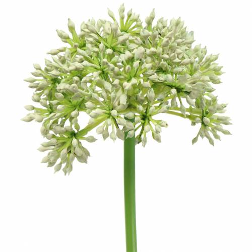 Floristik24 Allium keinotekoinen valkoinen 55cm