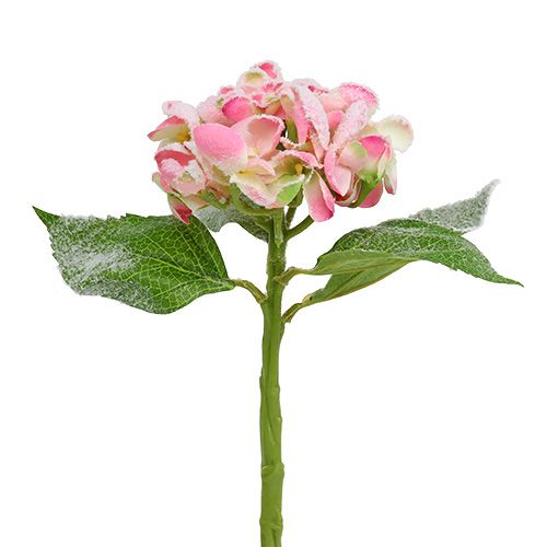 kohteita Hortensia pinkki lumella 33cm 4 kpl
