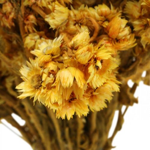 kohteita Mini olkikukka keltainen kuivattu kukka nippu kuivakimppu H20cm 15g
