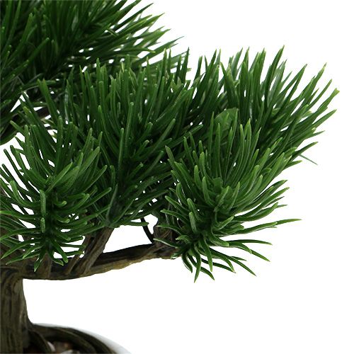 Floristik24 Bonsai-puu ruukussa 19cm 1kpl