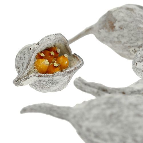 kohteita Brachyciton pesty valkoinen 500g