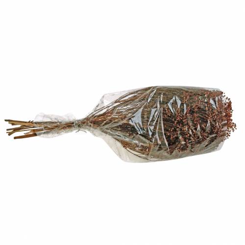 Floristik24 Kuivatut kukat Broom Bloom Brown 170g