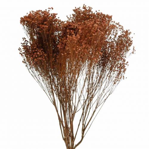 Floristik24 Kuivatut kukat Broom Bloom Brown 170g