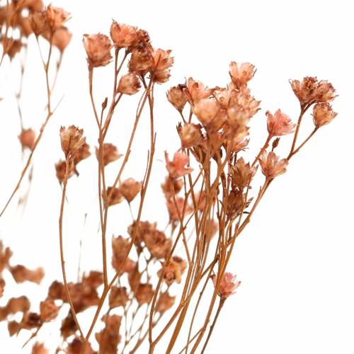 Floristik24 Kuivatut kukat Broom Bloom Brown 170g